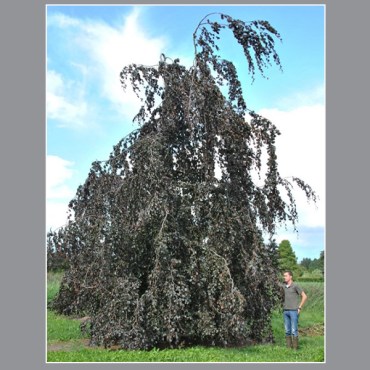 чёрный лебедь